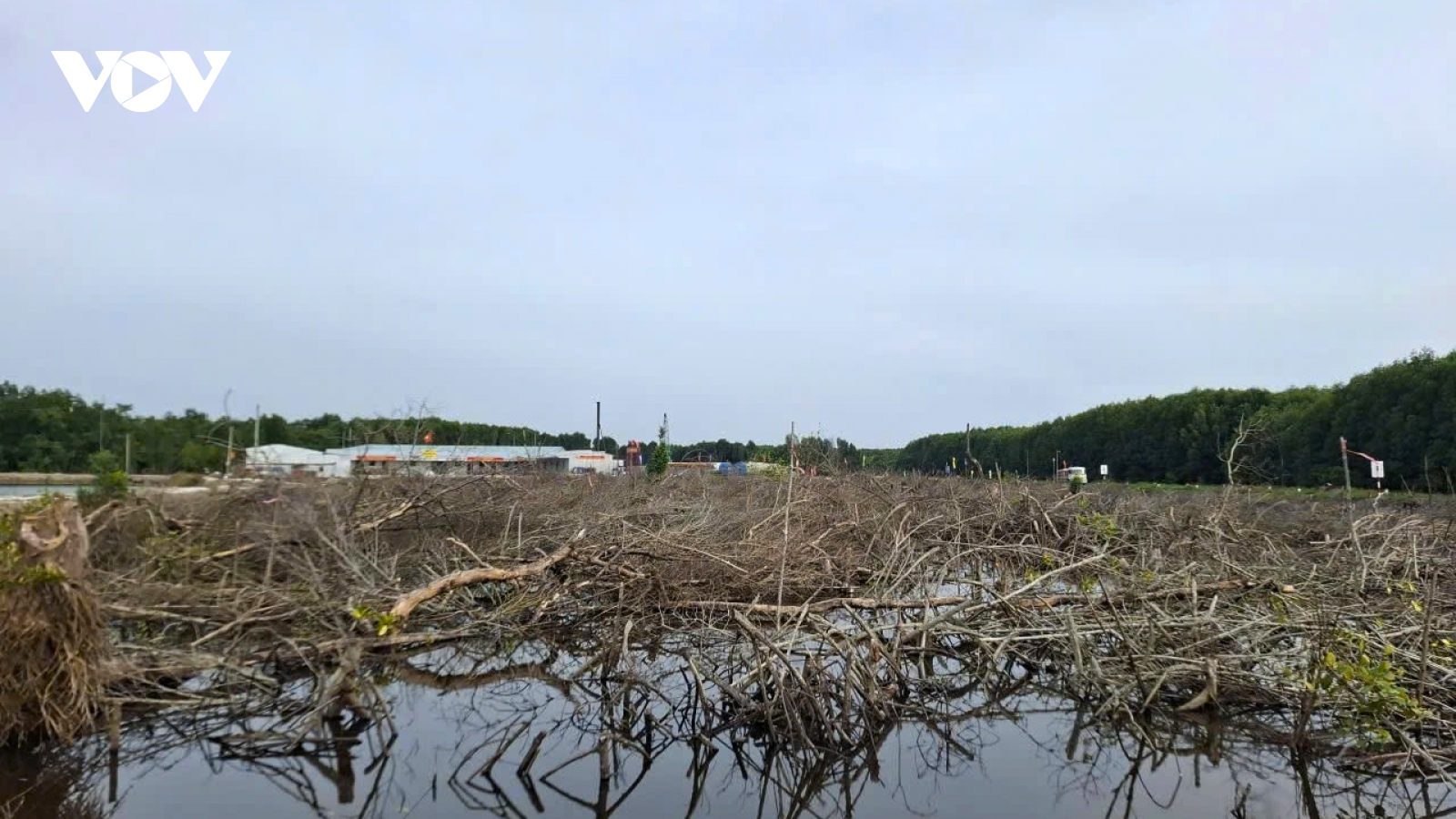 Chuyển đổi hơn 31ha đất rừng Cà Mau để làm cao tốc và đường ra Hòn Khoai